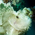   Portrait leaf fish  